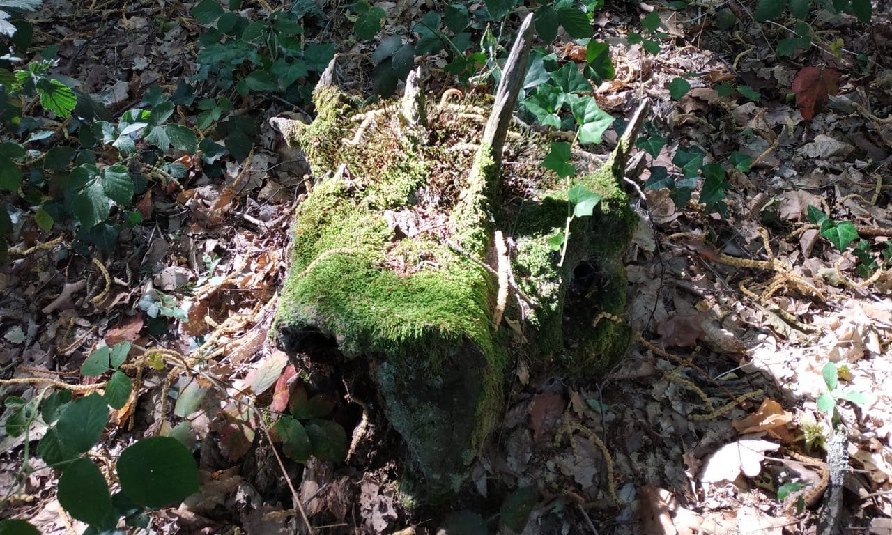 forest cow