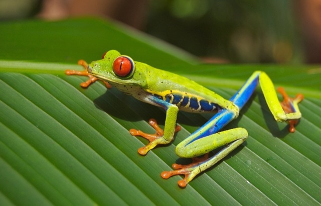La grenouille arboricole, emblème du Costa Rica où l'éco-tourisme est pris au sérieux 