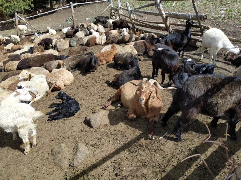 troupeau de moutons parqués
