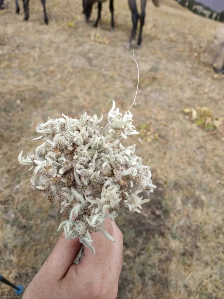bouquet d'edelweiss