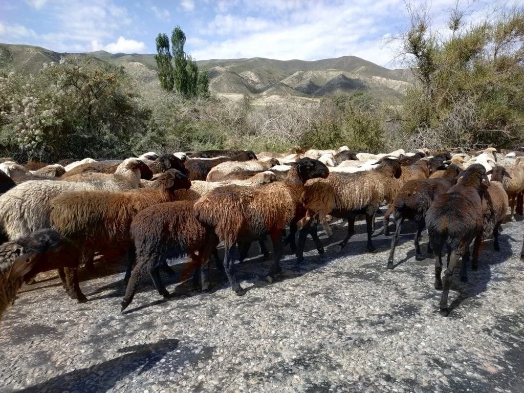 troupeau de mouton sur la route
