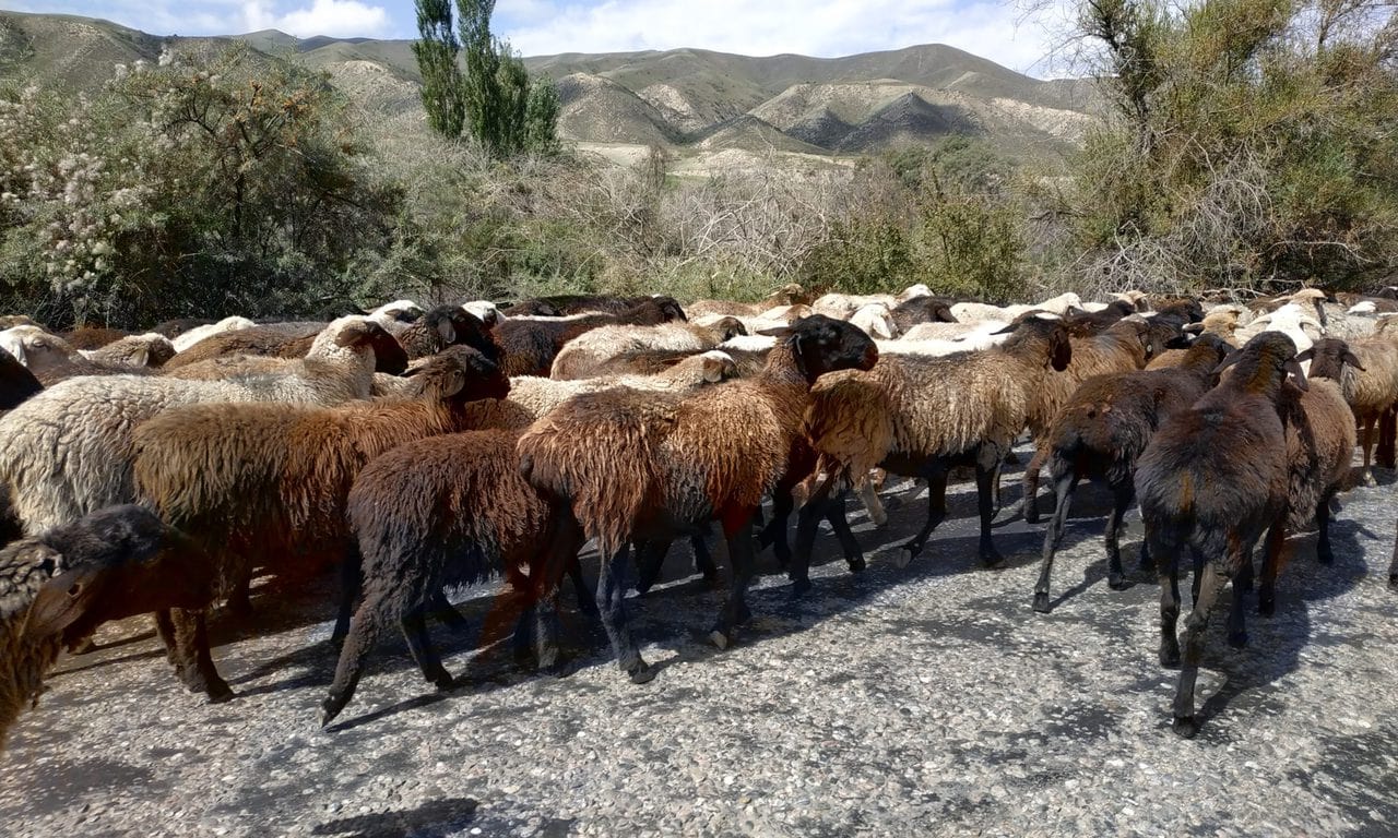 troupeau de mouton sur la route