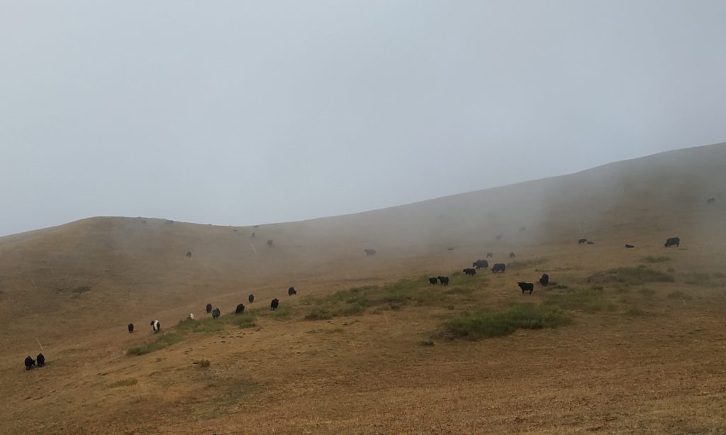 yaks in Kirghiz moutains