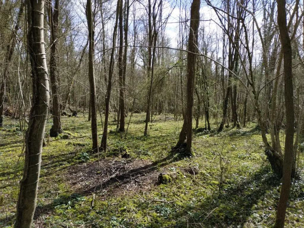 forêt autour de Guérard