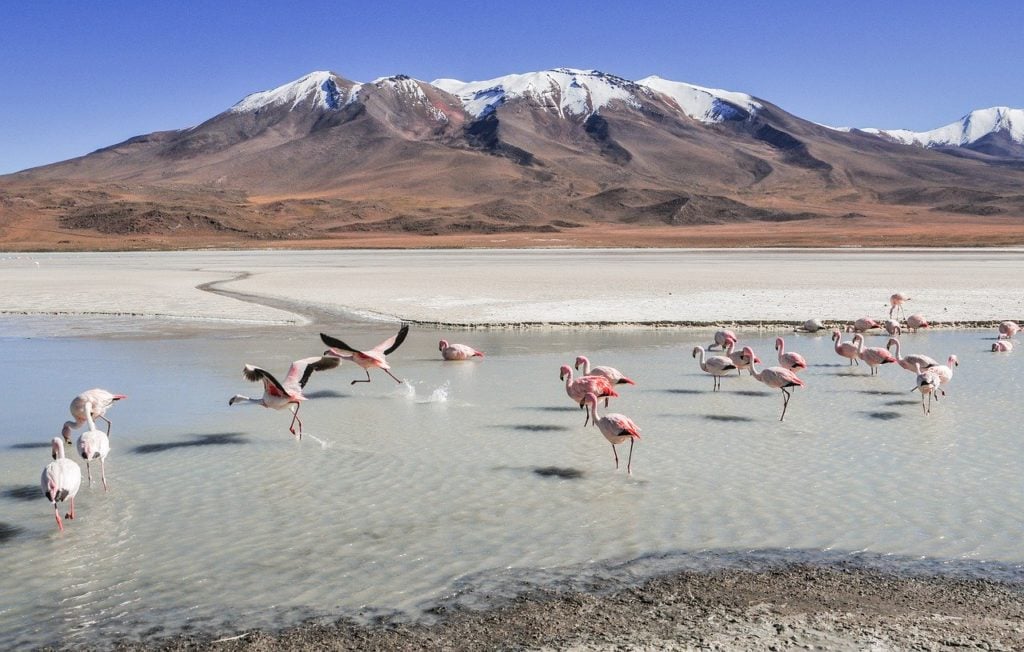 flamingos in a lagoon in Bolivia