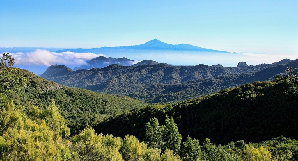 Forêt de la Gomera aux canaries