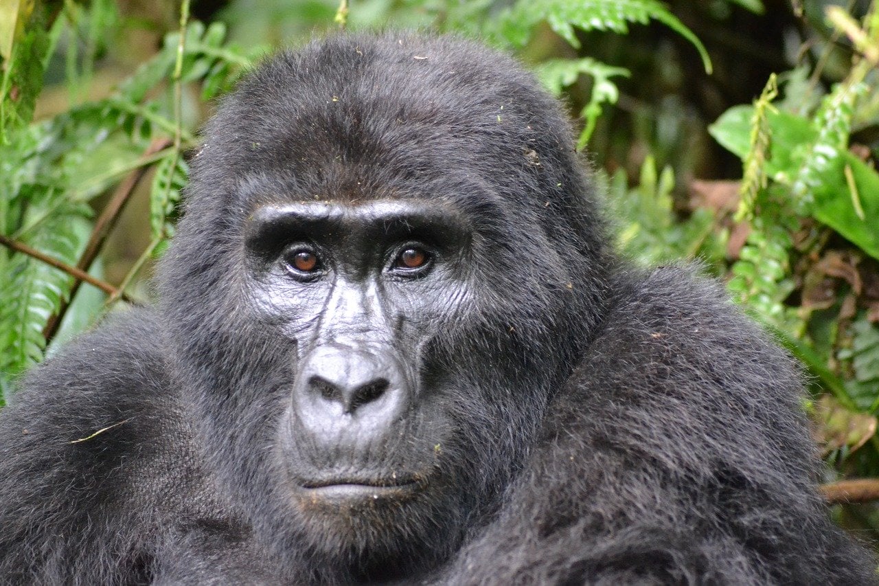Gorille en Ouganda