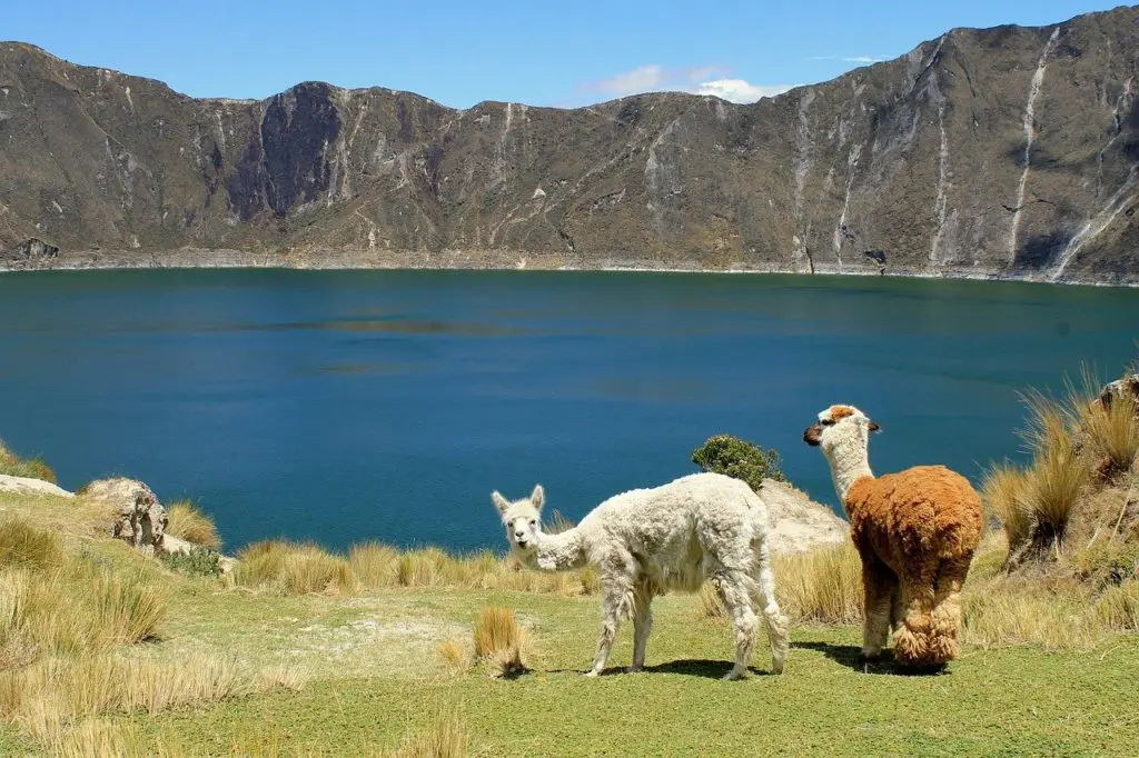 Lamas près d'un lac de cratère en Equateur