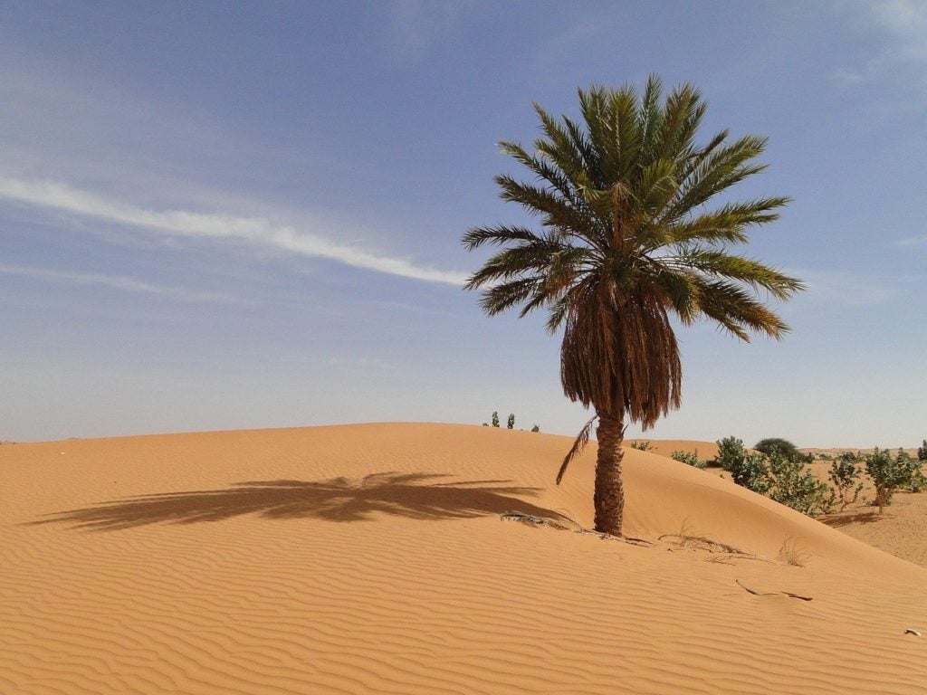 palm tree in the desert in Mauritania