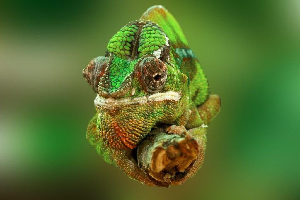 how the chameleon adapts to its environment