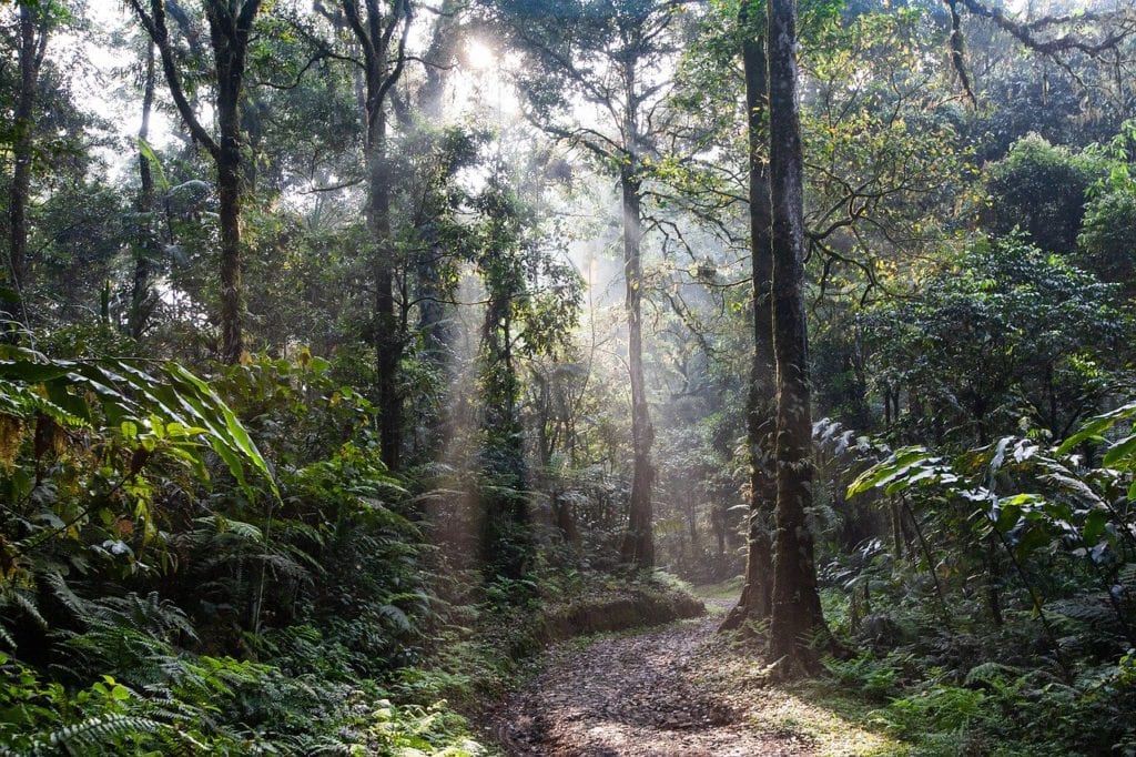 forêt tropicale indonésienne