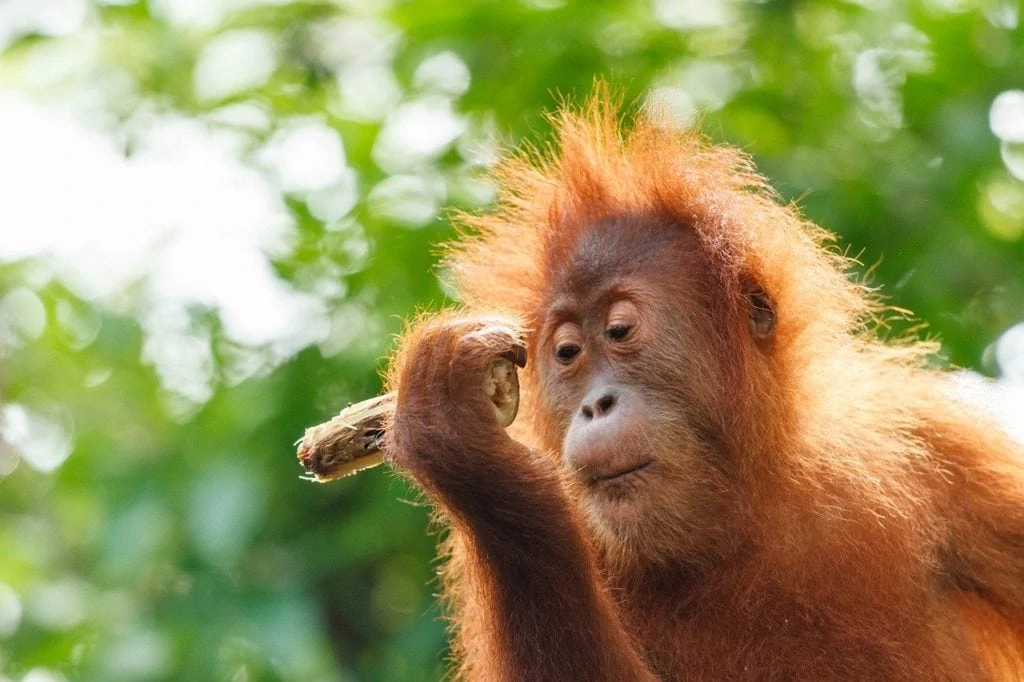 Orang-Outan à Bornéo