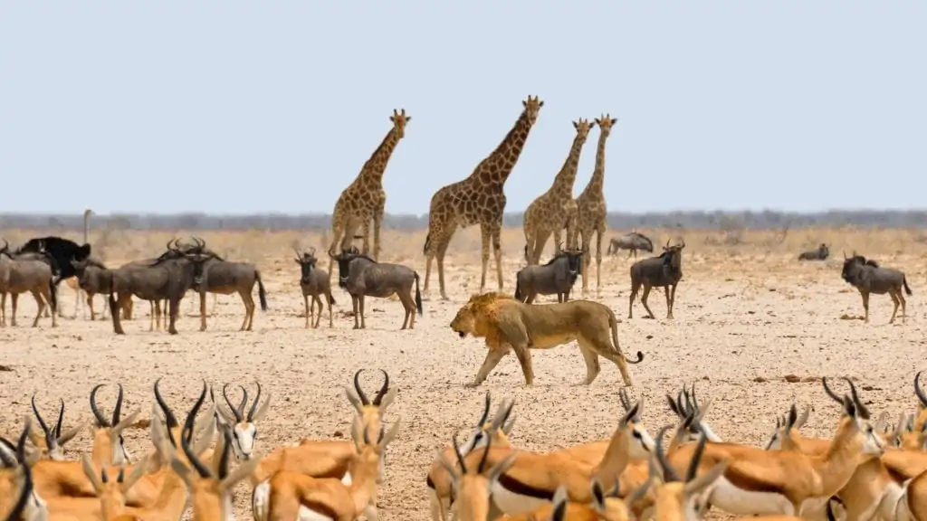Namibian wildlife
