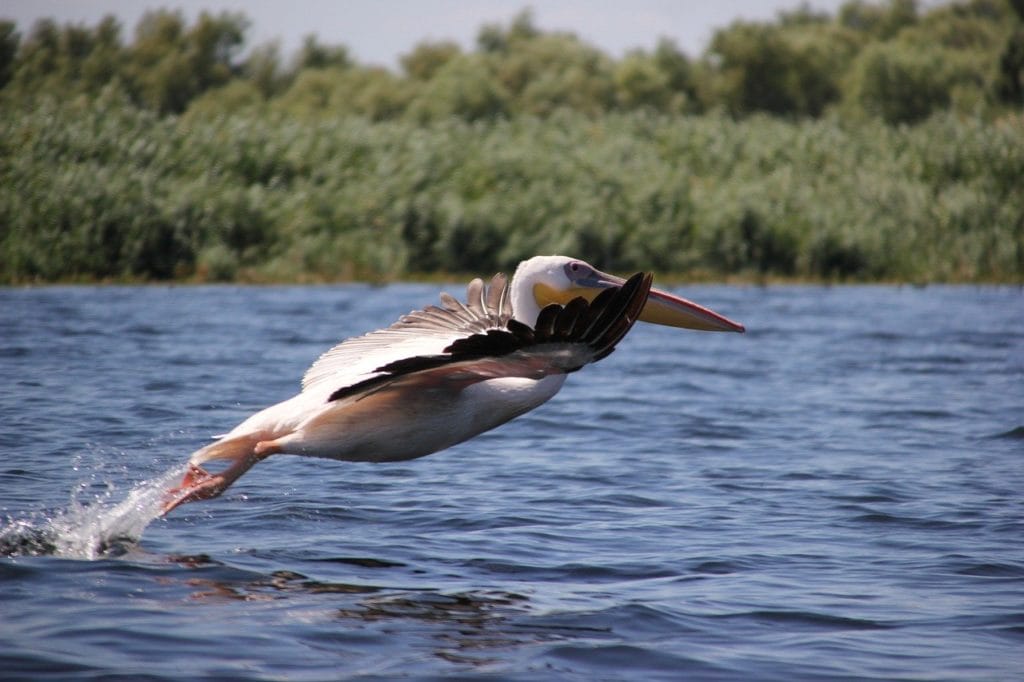 Visit the Danube Delta with its pelicans