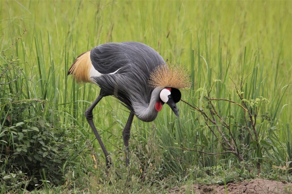 Common crane walking in Uganda