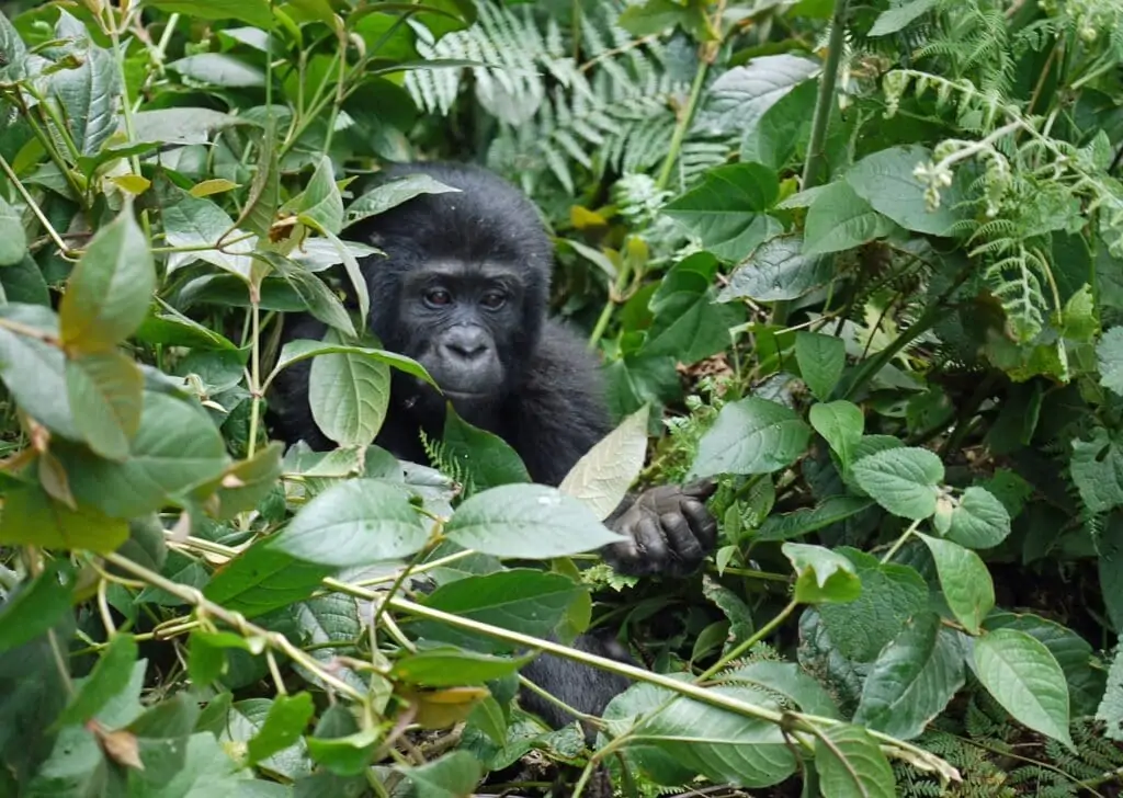 Gorille dans la foret de Bwindi