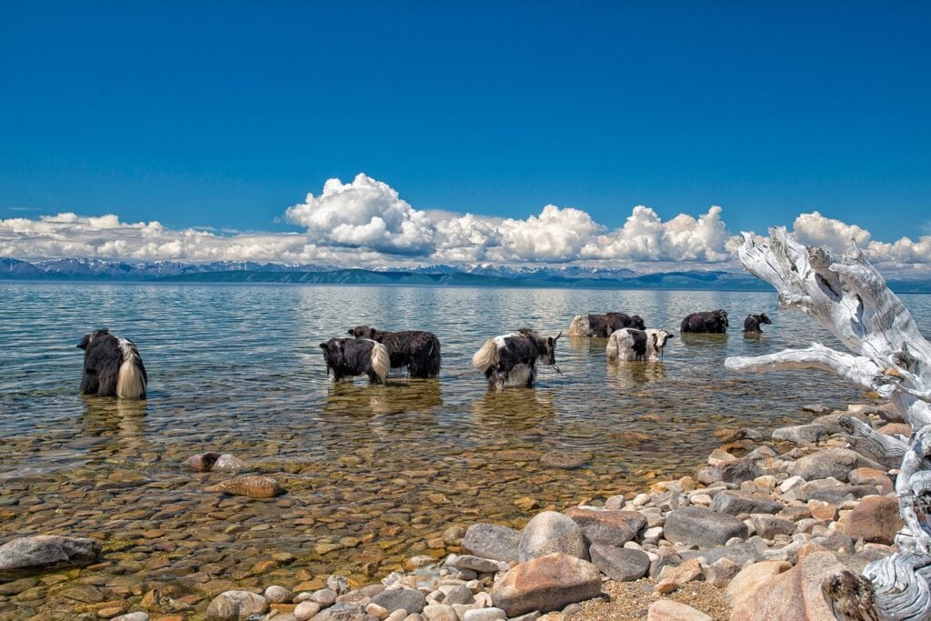 Se promener le long des berges d'un lac mongol