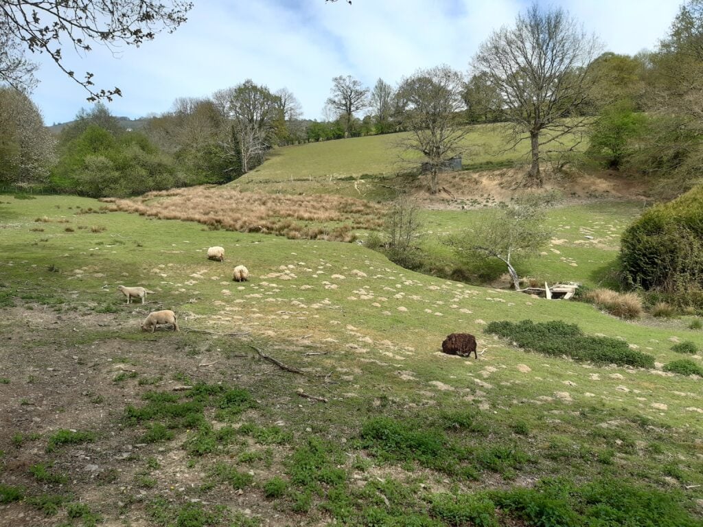 Moutons dans un pré de Mayenne