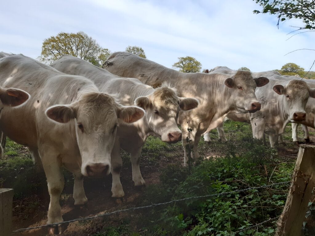 Un troupeau de vaches aux aguets