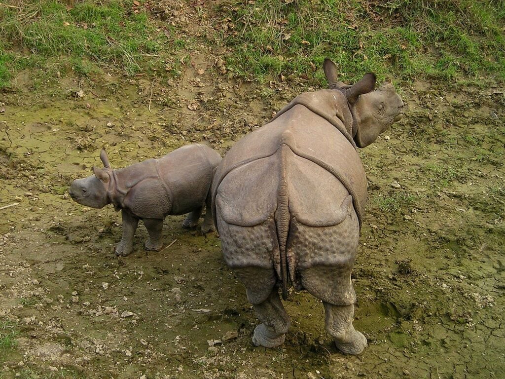 Rhinoceros à Chitwan