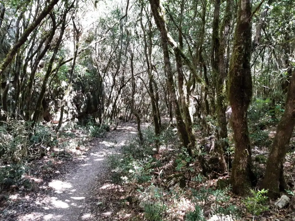 Marche dans les arbres au retour de la randonnée dans les gorges du Verdon