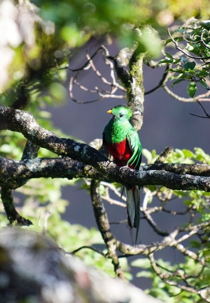 Observer le Quetzal dans la forêt du parc La Amistad