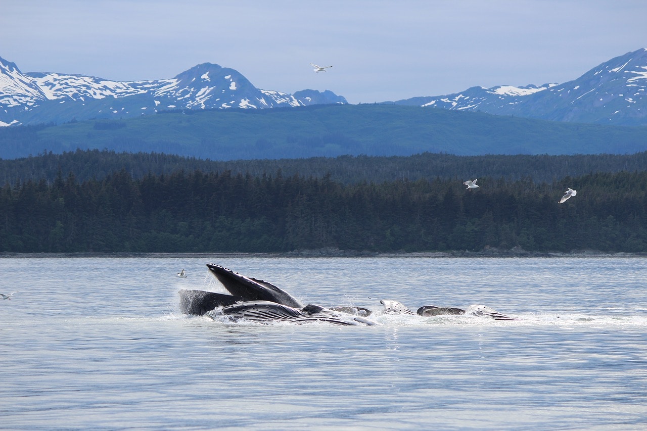 Découvrir l'Alaska en voilier