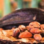 randonner au pays du cacao: cabosse et fèves