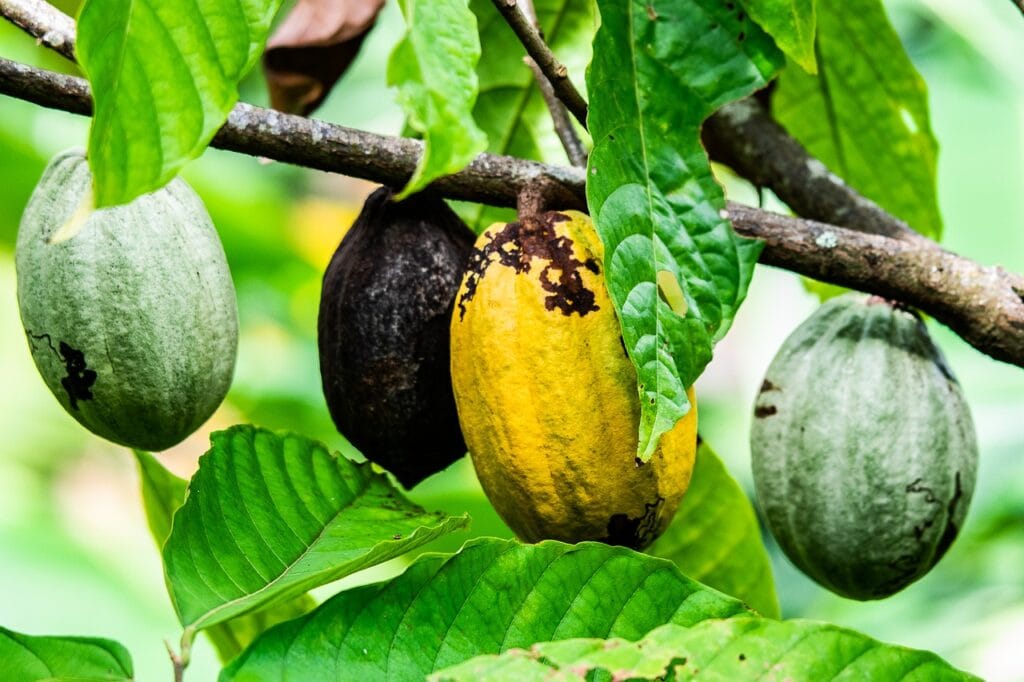 Cacao du Costa Rica