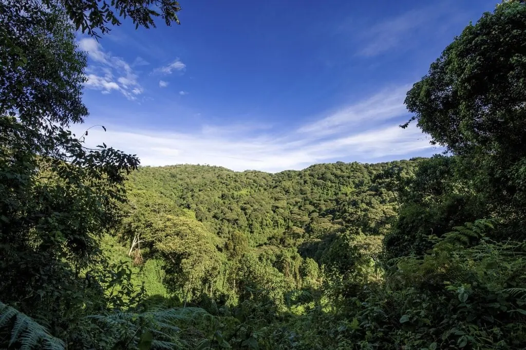 La forêt en Ouganda, endroit idéale pour les grands primate et climat propice au cacao