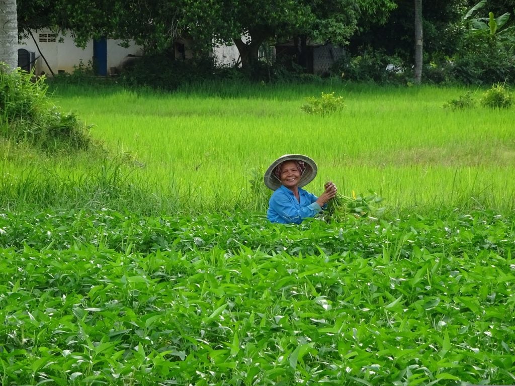 récolte du riz au Cambodge