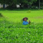 récolte du riz au Cambodge