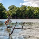 Les mangroves salées du delta de l'Orénoque au Venezuela