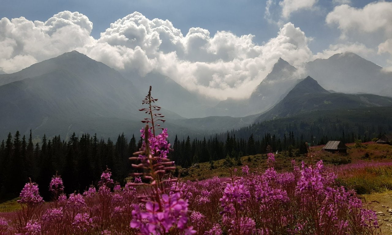 les prairies de fleurs sur fond de montagne, le clou du spectacle de cette rando depuis Zakopane