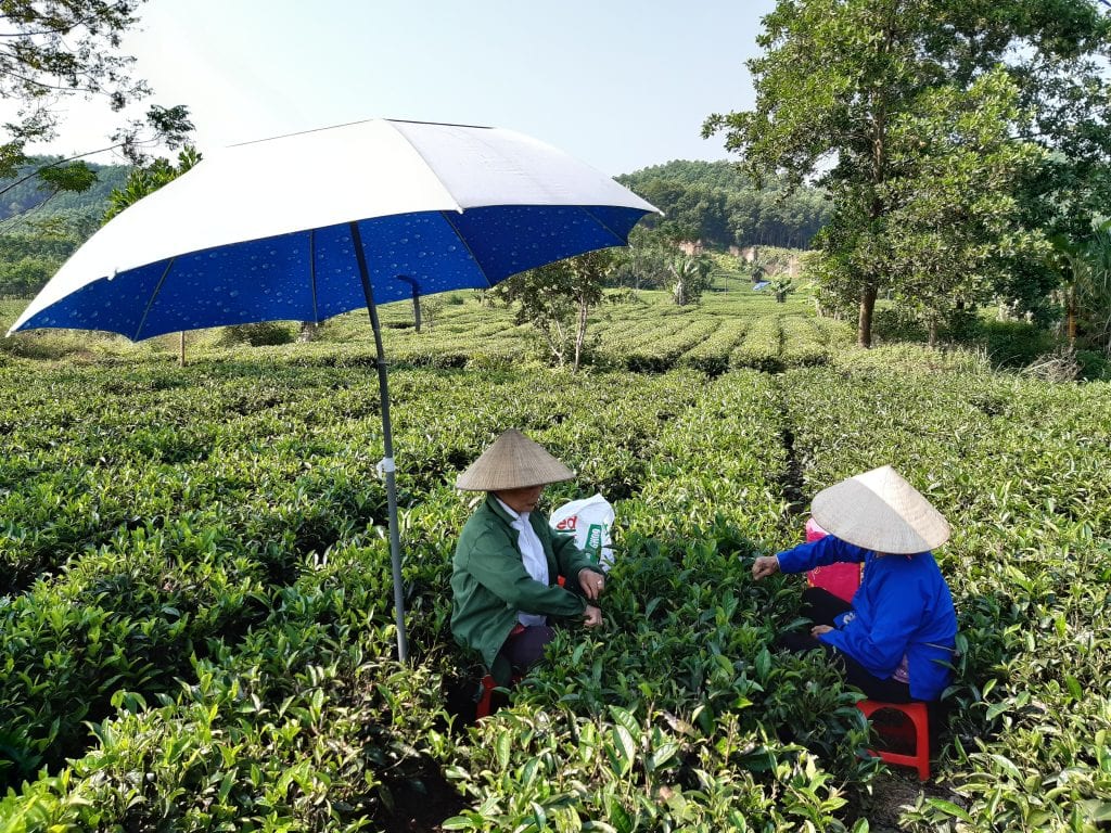Récolte du thé lors de notre route vers Ba Be