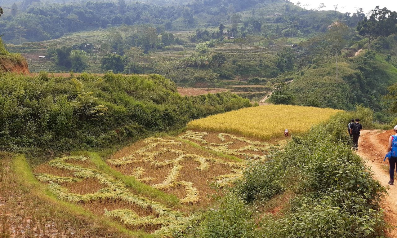 Le tracé artistique d'une récolte de riz en cours
