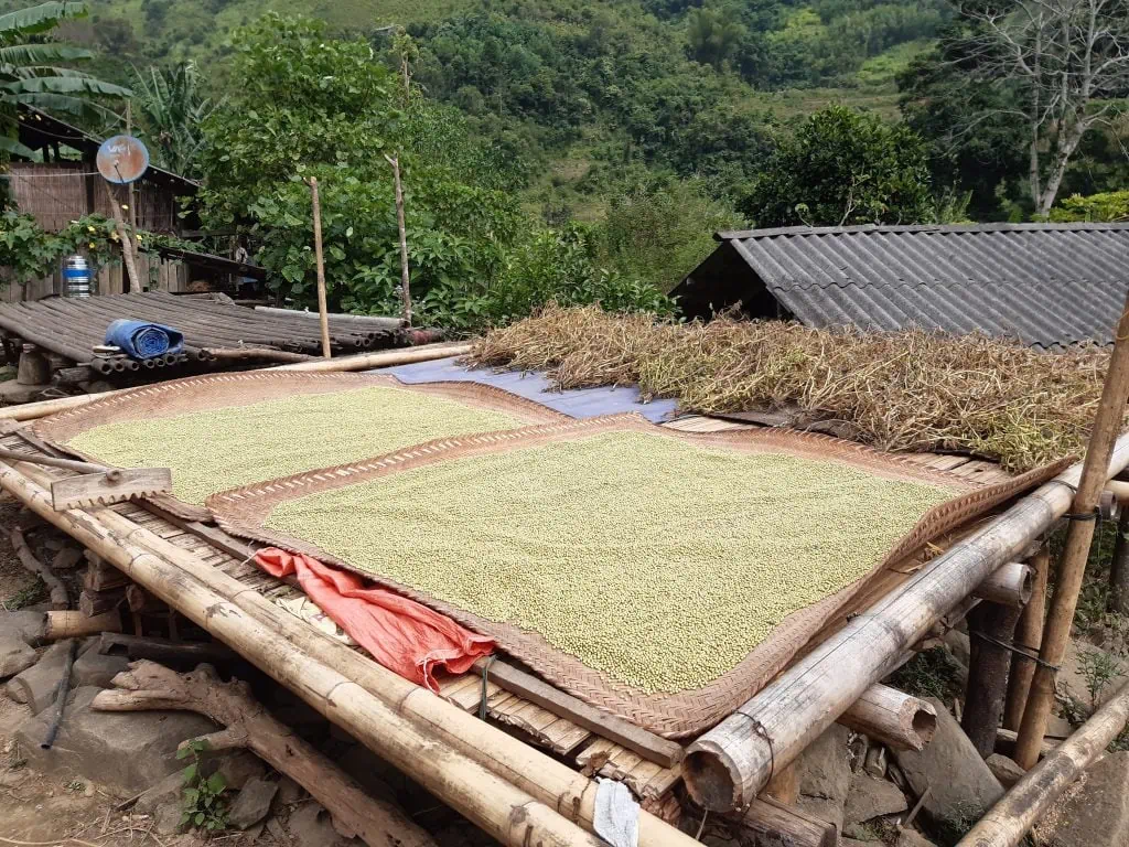 Séchage du soja dans le village du shaman à Bao Lac