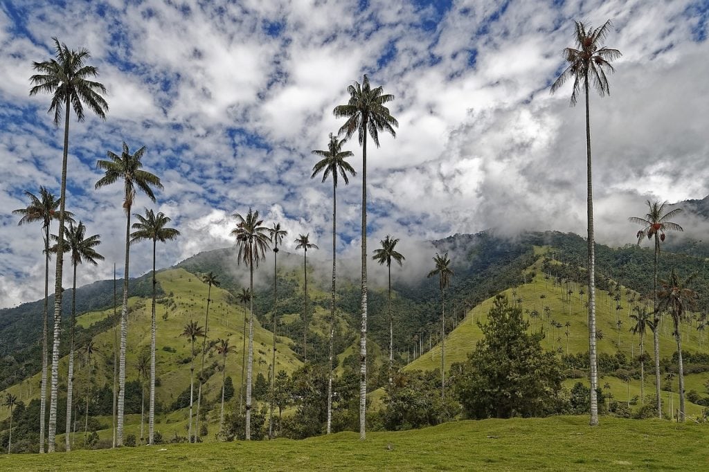 Les palmiers dans le paysage montagneux de la vallée de Cocora au sein du parc national de los Nevados