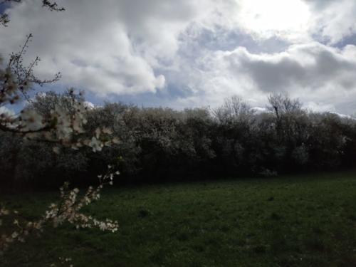 arbres en fleur pendant la randonnée