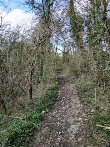 marche dans la forêt